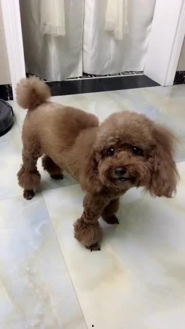 小狗狗视频,小狗狗视频集锦